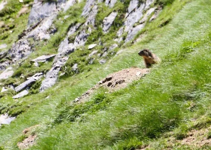 Апартаменты Lumineux 6 Pers., 1er Etage, Balcon, Centre Cauterets, Local Skis, Proche Telecabine - Fr-1-401-109